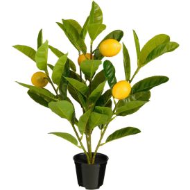 Silkkikasvi Sitruunapuu ruukussa 46 cm