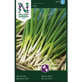 Pillisipuli Allium Fistulosum Kaj