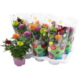 Krysanteemi Flowerpops P14