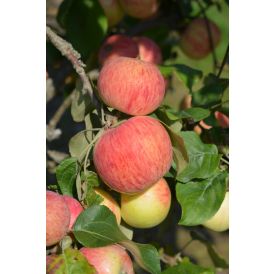 Omena Malus Domestica Harlamovski
