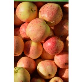 Päärynäomena Malus Domestica Moskovan