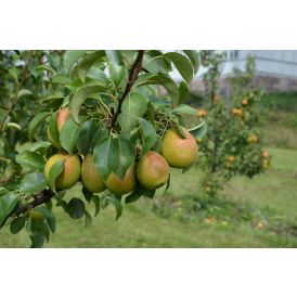 Päärynä Pyrus Communis Tsizovskaja