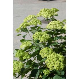 Pallohortensia Sublime Annabelle