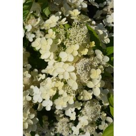 Syyshortensia Hydrangea Paniculata Prim White