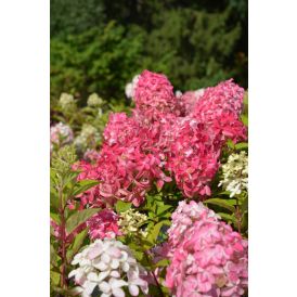 Syyshortensia Hydrangea Paniculata Quick Fire Fab