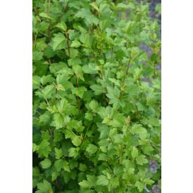 Taikinamarja Ribes Alpinum