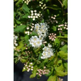 Idänvirpiangervo Spiraea Chamaedryfolia
