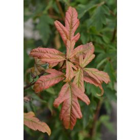 Kuparivaahtera Acer Griseum