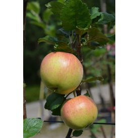 Omena Malus Domestica Suislepp