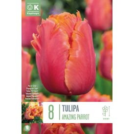 Kevätkukkasipuli Kapiteyn tulppaani Amazing Parrot 8 kpl