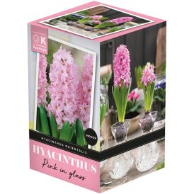 Hyasintti Kapiteyn lasiruukussa pinkki