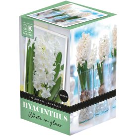 Hyasintti Kapiteyn lasiruukussa valkoinen