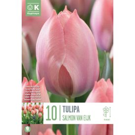 Kevätkukkasipuli Kapiteyn Tulppaani Salmon Van Eijk 10 kpl