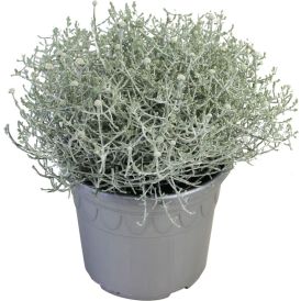Hopealanka Calocephalus P17