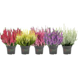 Kanerva Calluna Beauty Ladies Mix P11