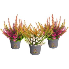 Lumikellokanerva Erica Carnea Beauty Season Tornados P11
