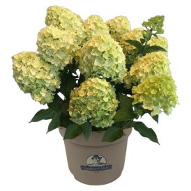 Syyshortensia mix Ø 23 cm