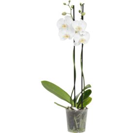 Perhoskämmekkä Phalaenopsis 2-vanainen valkoinen P12