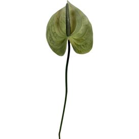 Tekokasvi Bloom Deco Flamingonkukka vihreä
