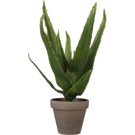 Silkkikasvi Aloe Vera 30 cm ruukussa