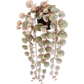 Silkkikasvi Herttaköynnös amppeli 46 cm pinkki