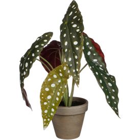 Silkkikasvi Pilkkubegonia 28 cm ruukussa