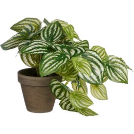 Silkkikasvi Peperomia 20 cm ruukussa