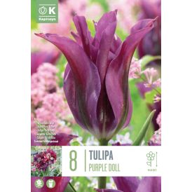 Syyskukkasipuli Kapiteyn Tulppaani Viridiflora Purple Doll 8 kpl