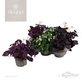 Käenkaali mix Oxalis Ø 12 cm