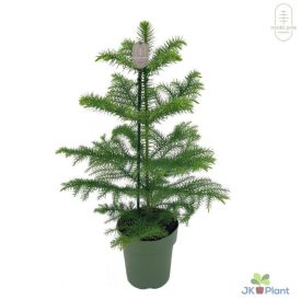 Huonekuusi Araucaria heterophylla Ø 14 cm