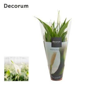 Viirivehka Spathiphyllum Bellini P13