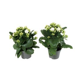 Tulilatva Kalanchoe P10,5 valkoinen