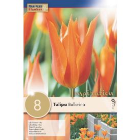 Syyskukkasipuli Tulppaani Lily Ballerina 8 kpl