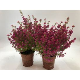 Kellokanerva Erica Gracilis P11