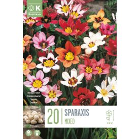 Syyskukkasipuli Kapiteyn Harlekiinikukka Sparaxis Mix 20 kpl