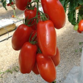 Tomaatti Mandarina P11