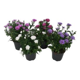 Asteri Aster hybrid Ø 11 cm