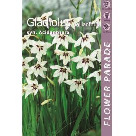 Kevätkukkasipuli Kapiteyn Miekkalilja Gladiolus Callianthus 7 kpl
