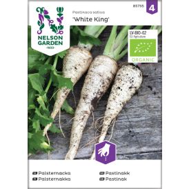 Palsternakka Nelson Garden White King
