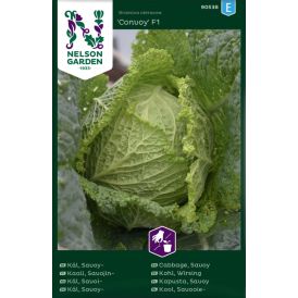 Savojinkaali Brassica oleracea Convoy