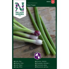 Pillisipuli Allium fistulosum Red Toga