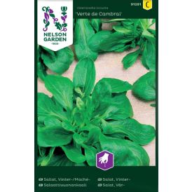 Salaattivuonankaali Nelson Garden Verte de Cambrai