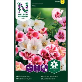 Isosilkkikukka Mix Nelson Garden
