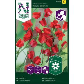 Tuoksuherne Lathyrus odoratus Royal Scarlet