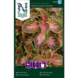 Isokirjopeippi Nelson Garden Wizard Coral Sunrise