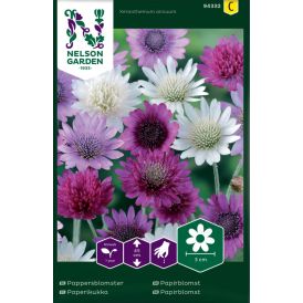 Paperikukka Nelson Garden Xeranthemum Annuum
