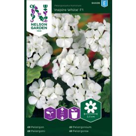 Pelargoni Nelson Garden Inspire White