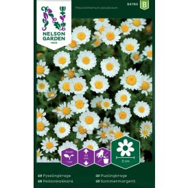 Peikonkakkara Mauranthemum paludosum