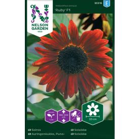 Puna-auringonkukka Nelson Garden Ruby