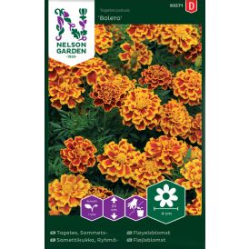 Ryhmäsamettikukka Nelson Garden Bolero